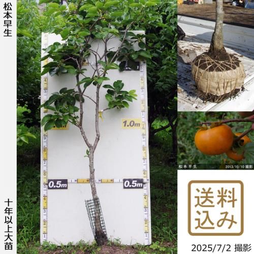 中型の柿の木（実付き） 中型の柿の木（実付き）