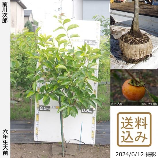 【順次出荷中】大苗◇カキ(甘柿