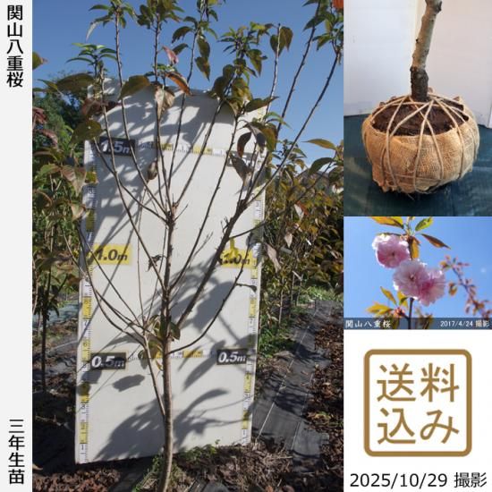 【順次出荷中】3年生苗◇サクラ