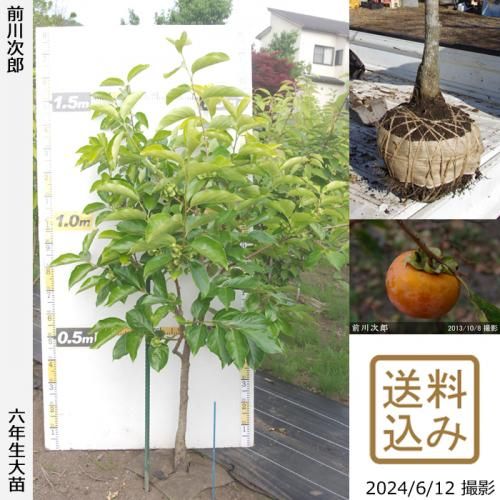 【順次出荷中】大苗◇カキ(甘柿