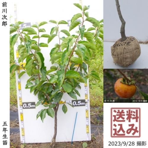 【順次出荷中】大苗◇カキ(甘柿