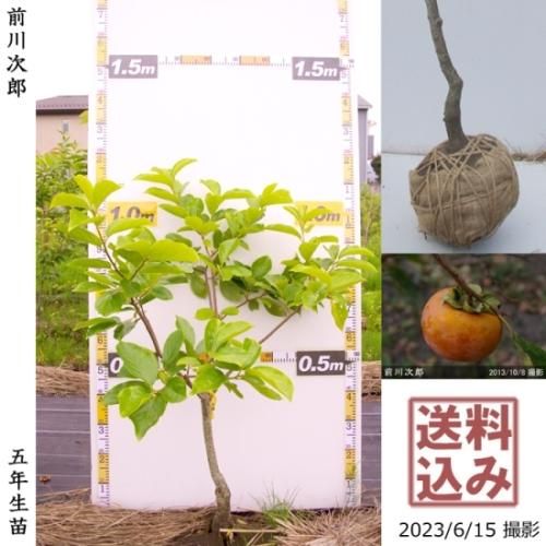 【順次出荷中】大苗◇カキ(甘柿