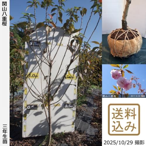 2025ǯͽʡ3ǯġ() ػ(󥶥)Ȭź[Ϸ 2023ǯ:LL]緿