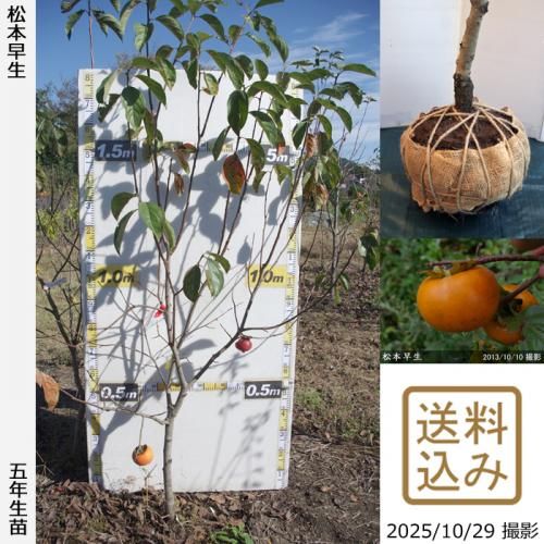 ڽ缡вġ(ų)(ޤĤȤ碌)[Ϸ 2021ǯ:L]ռӡ緿