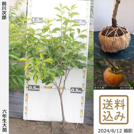 【順次出荷中】大苗◇カキ(甘柿