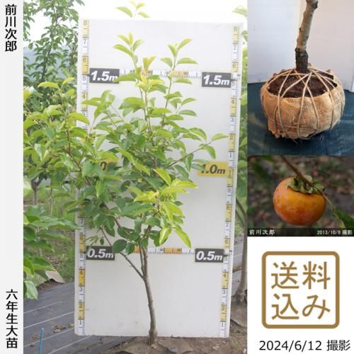 【順次出荷中】大苗◇カキ(甘柿
