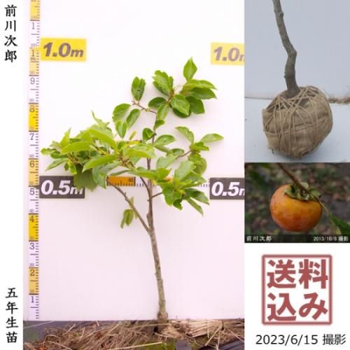 【順次出荷中】大苗◇カキ(甘柿