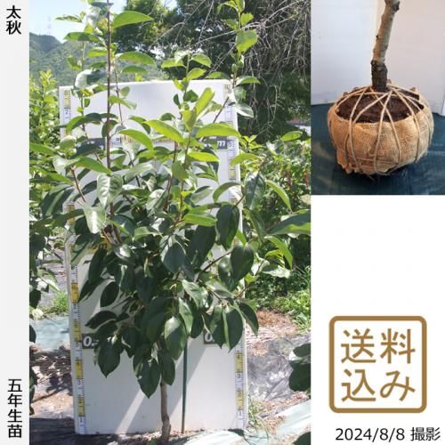 3ǯġ(ų) (夦) [դ뤤 2020ǯ:M]