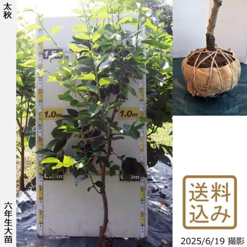 <img class='new_mark_img1' src='https://img.shop-pro.jp/img/new/icons14.gif' style='border:none;display:inline;margin:0px;padding:0px;width:auto;' />2025ǯͽʡġ(ų) (夦) [Ϸ 2020ǯ:M]ռӡ