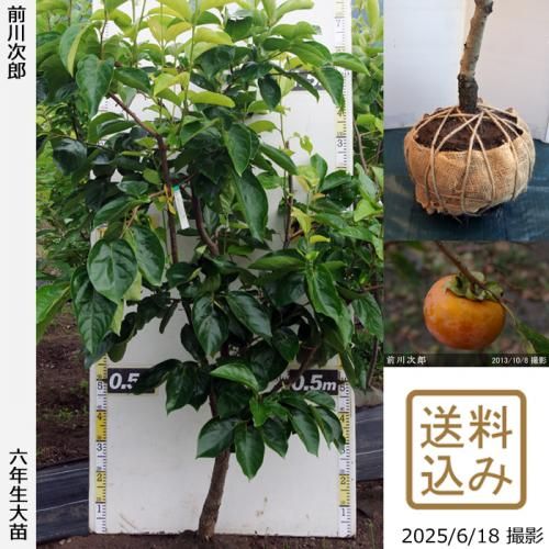 <img class='new_mark_img1' src='https://img.shop-pro.jp/img/new/icons14.gif' style='border:none;display:inline;margin:0px;padding:0px;width:auto;' />2025ǯͽʡġ(ų) Ϻ(ޤ露)[Ϸ 2020ǯ:LL]ռӡ緿
