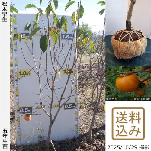 ڽ缡вġ(ų)(ޤĤȤ碌)[Ϸ 2021ǯ:L]緿