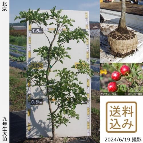 【順次出荷中】大苗◇サンザシ(