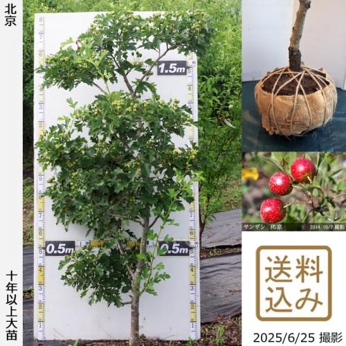 <img class='new_mark_img1' src='https://img.shop-pro.jp/img/new/icons14.gif' style='border:none;display:inline;margin:0px;padding:0px;width:auto;' />2025ǯͽʡġ󥶥() ̵[Ϸ 2016ǯ:L]ռӡ緿