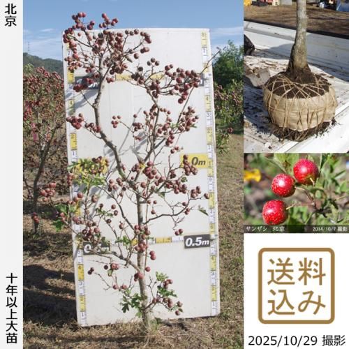 2025ǯͽʡġ󥶥() ̵[Ϸ 2016ǯ:L]ռӡ緿