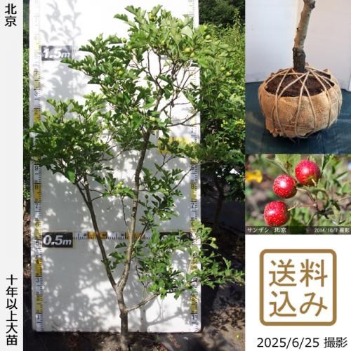 <img class='new_mark_img1' src='https://img.shop-pro.jp/img/new/icons14.gif' style='border:none;display:inline;margin:0px;padding:0px;width:auto;' />2025ǯͽʡġ󥶥() ̵[Ϸ 2016ǯ:M]ռӡ緿