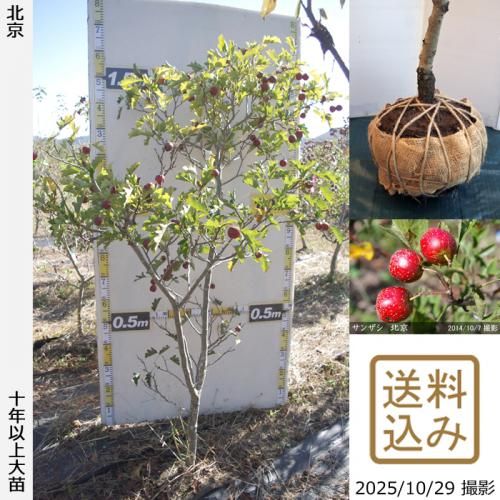 2025ǯͽʡġ󥶥() ̵[Ϸ 2016ǯ:M]ռӡ緿