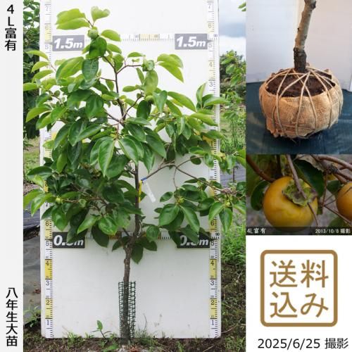 甘柿 4L富有]柿(カキ,かき)の地堀大苗 - 果樹苗・大苗・苗木販売の隅田
