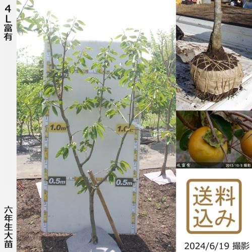ͽʡȯġ(ų) 4Lͭ(դ椦)[Ϸ 2019ǯ:L]