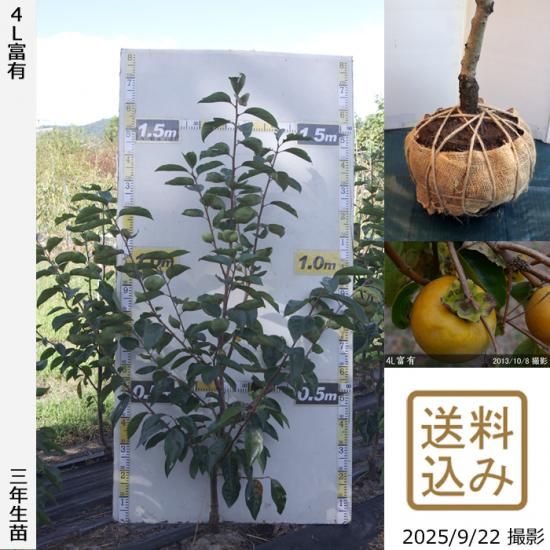 【順次出荷中】3年生苗◇カキ(