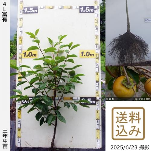 2025ǯͽʡ3ǯġ(ų) 4Lͭ(դ椦)[դ뤤 2023ǯ:M]