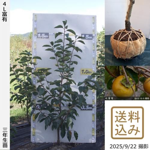 <img class='new_mark_img1' src='https://img.shop-pro.jp/img/new/icons14.gif' style='border:none;display:inline;margin:0px;padding:0px;width:auto;' />2025ǯͽʡ3ǯġ(ų) 4Lͭ(դ椦)[դ뤤 2023ǯ:L]