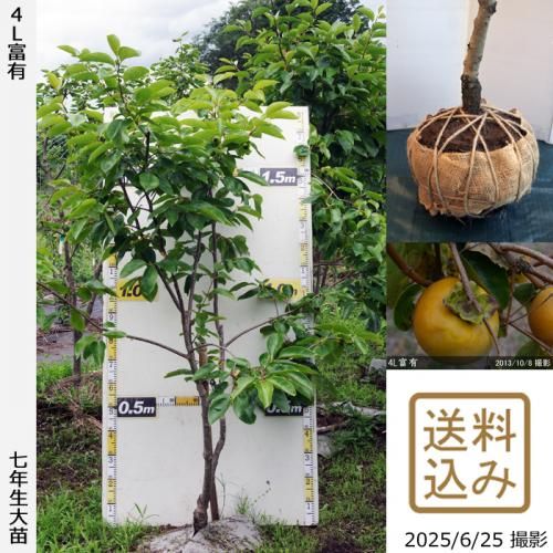 <img class='new_mark_img1' src='https://img.shop-pro.jp/img/new/icons14.gif' style='border:none;display:inline;margin:0px;padding:0px;width:auto;' />2025ǯͽʡġ(ų) 4Lͭ(դ椦)[Ϸ 2019ǯ:M]ռӡ緿
