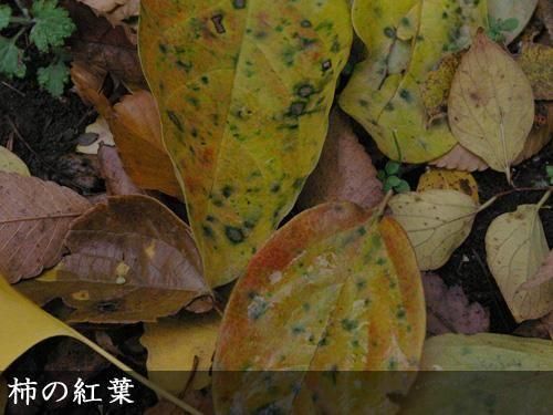 【2025年度予約商品】大苗◇