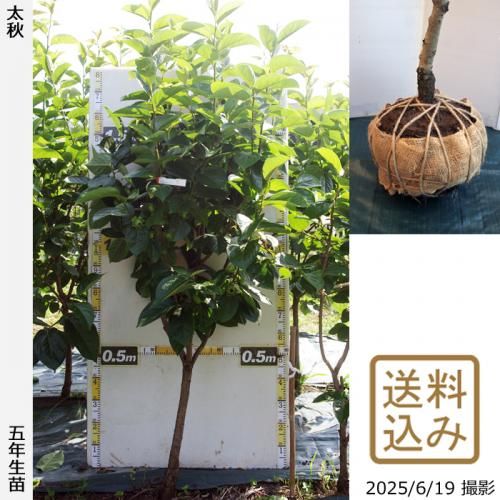 <img class='new_mark_img1' src='https://img.shop-pro.jp/img/new/icons14.gif' style='border:none;display:inline;margin:0px;padding:0px;width:auto;' />2025ǯͽʡġ(ų) (夦) [Ϸ 2021ǯ:L]緿