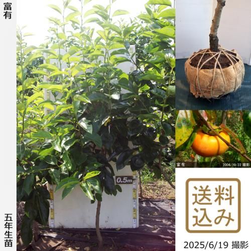 <img class='new_mark_img1' src='https://img.shop-pro.jp/img/new/icons14.gif' style='border:none;display:inline;margin:0px;padding:0px;width:auto;' />2025ǯͽʡġ(ų)ͭ(դ椦)[Ϸ 2021ǯ:L]緿