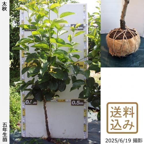 <img class='new_mark_img1' src='https://img.shop-pro.jp/img/new/icons14.gif' style='border:none;display:inline;margin:0px;padding:0px;width:auto;' />2025ǯͽʡġ(ų) (夦) [Ϸ 2021ǯ:M]