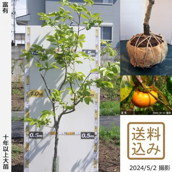 【順次出荷中】大苗◇カキ(甘柿