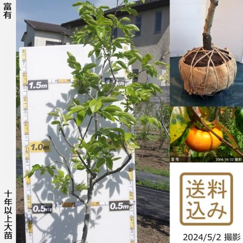 【順次出荷中】大苗◇カキ(甘柿