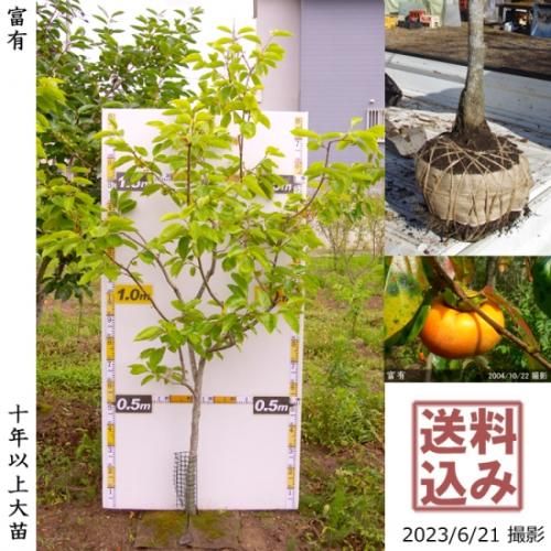 【順次出荷中】大苗◇カキ(甘柿