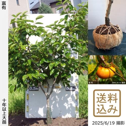 <img class='new_mark_img1' src='https://img.shop-pro.jp/img/new/icons14.gif' style='border:none;display:inline;margin:0px;padding:0px;width:auto;' />2025ǯͽʡġ(ų)ͭ(դ椦)[Ϸ 2016ǯ:M]ռӡ緿