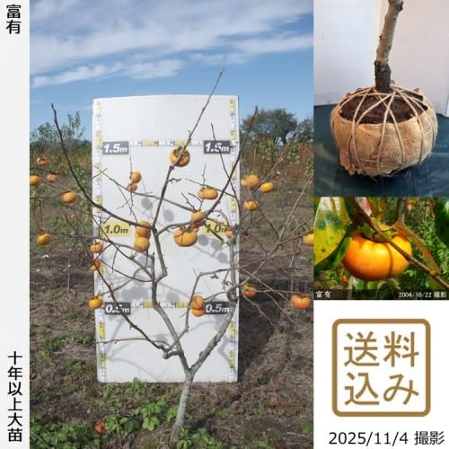 ڽ缡вġ(ų)ͭ(դ椦)[Ϸ 2016ǯ:M]ռӡ緿