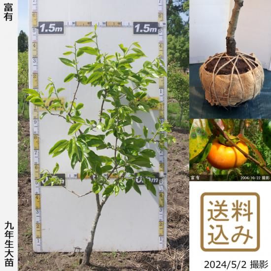 【順次出荷中】大苗◇カキ(甘柿