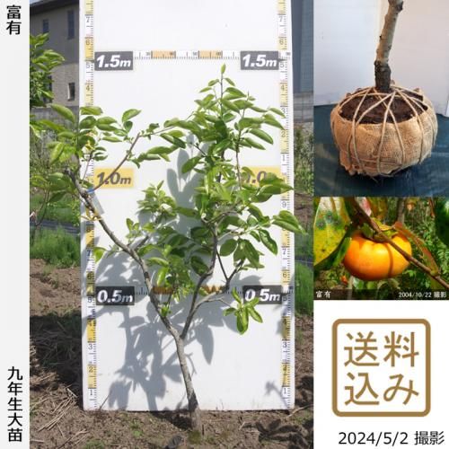 【順次出荷中】大苗◇カキ(甘柿