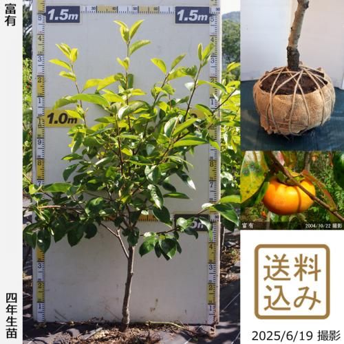 2025ǯͽʡġ(ų)ͭ(դ椦)[Ϸ 2022ǯ:M]ռӡ