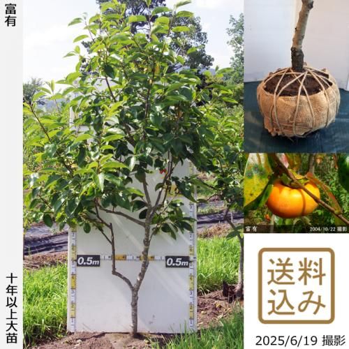 <img class='new_mark_img1' src='https://img.shop-pro.jp/img/new/icons14.gif' style='border:none;display:inline;margin:0px;padding:0px;width:auto;' />2025ǯͽʡġ(ų)ͭ(դ椦)[Ϸ 2016ǯ:L]ռӡ緿