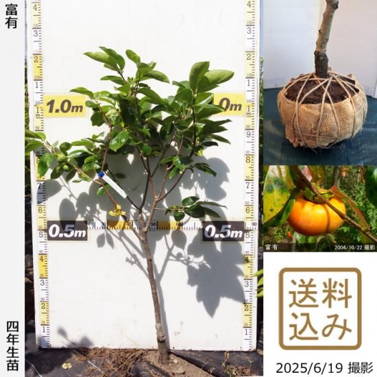 【2025年度予約商品】大苗◇