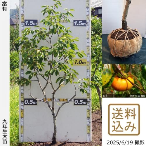 <img class='new_mark_img1' src='https://img.shop-pro.jp/img/new/icons14.gif' style='border:none;display:inline;margin:0px;padding:0px;width:auto;' />2025ǯͽʡġ(ų)ͭ(դ椦)[Ϸ 2017ǯ:S]ռӡ緿