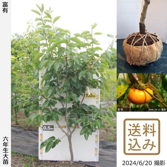 【順次出荷中】大苗◇カキ(甘柿
