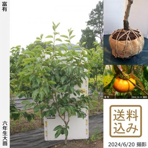 【順次出荷中】大苗◇カキ(甘柿