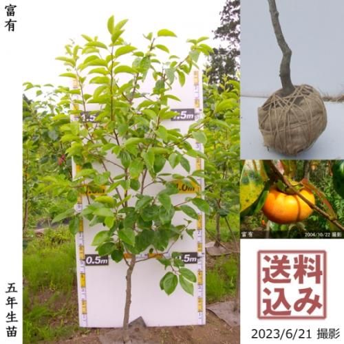 【順次出荷中】大苗◇カキ(甘柿