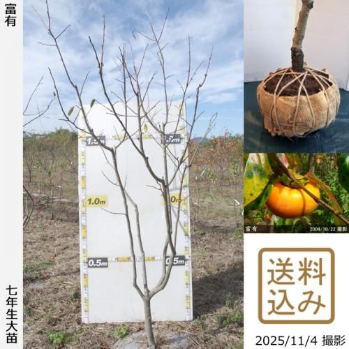 ڽ缡вġ(ų)ͭ(դ椦)[Ϸ 2019ǯ:LL]ռӡ緿