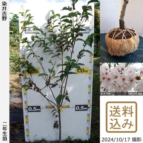 ġ()(奦ĥ)[Ϸ 2018ǯ:4L]Τ
