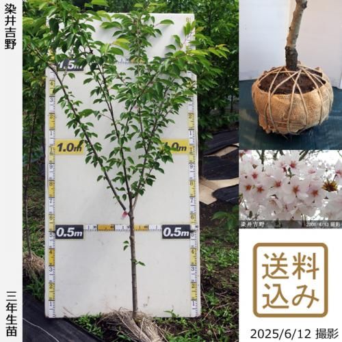 <img class='new_mark_img1' src='https://img.shop-pro.jp/img/new/icons14.gif' style='border:none;display:inline;margin:0px;padding:0px;width:auto;' />2025ǯͽʡ3ǯġ()(ᥤ襷)[Ϸ 2023ǯ:L]