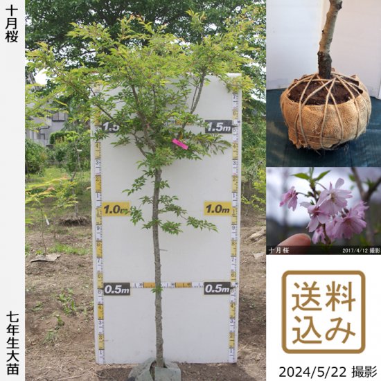 サクラ(桜)十月桜(ジュウガツザクラ)地掘大苗 - 果樹苗・大苗・苗木販売の隅田農園@京都亀岡