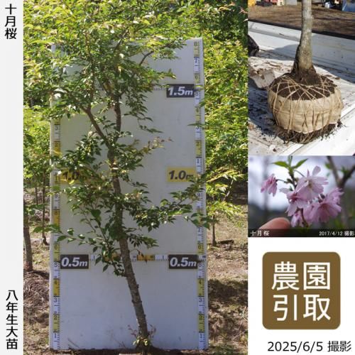 <img class='new_mark_img1' src='https://img.shop-pro.jp/img/new/icons14.gif' style='border:none;display:inline;margin:0px;padding:0px;width:auto;' />2025ǯͽʡġ()(奦ĥ)[Ϸ 2018ǯ:3L]Τ