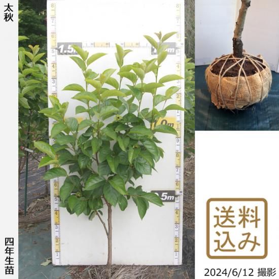 【順次出荷中】大苗◇カキ(甘柿